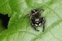 Pellenes_tripunctatus_D3057_Z_88_NP De Hoge Veluwe_Nederland